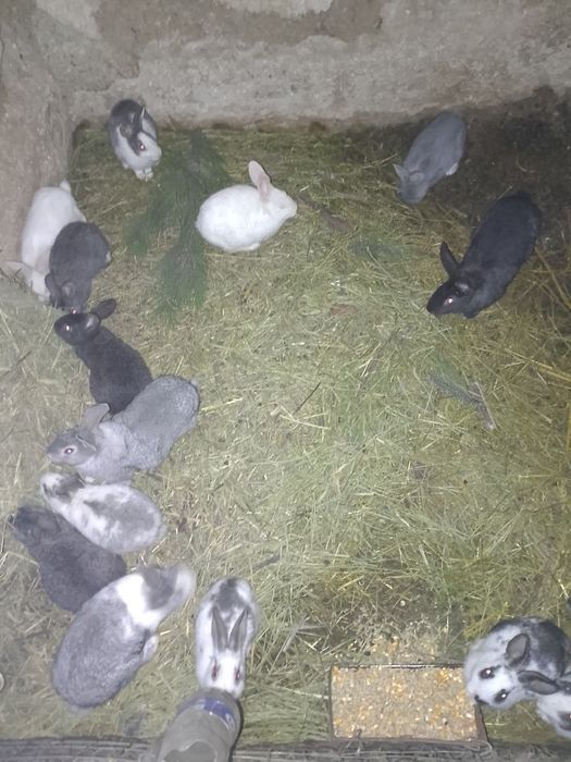 Продам кролів різного віку!!!