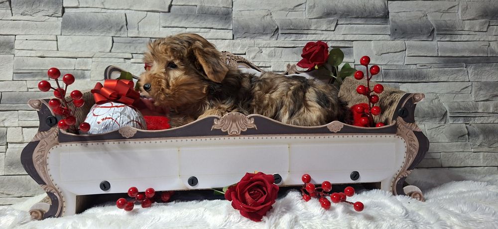 Szczenię  York  gen merle  z metryką