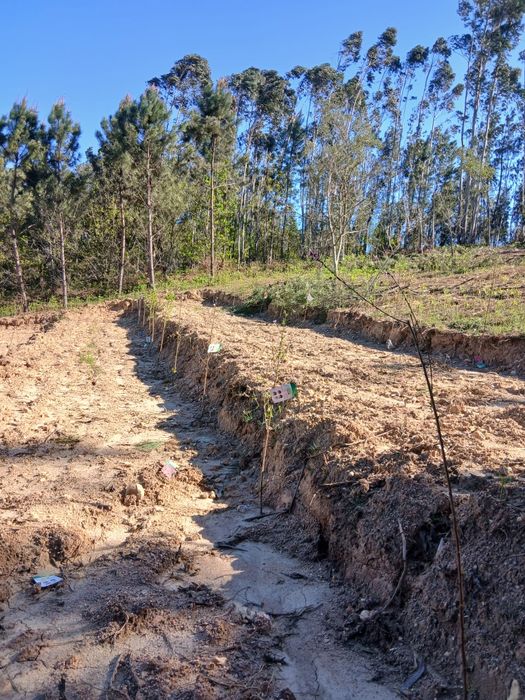 Terreno em tábua
