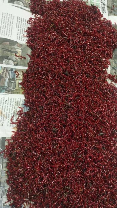 Продам мотиль 2026