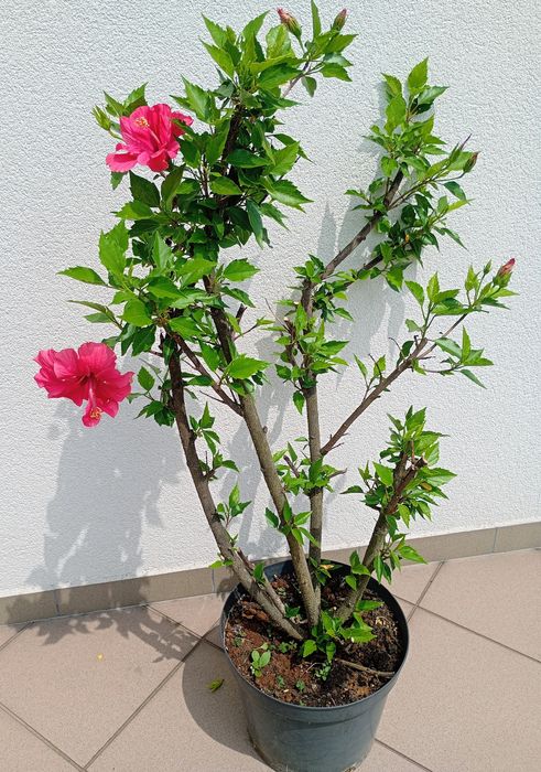 Hibiskus  wys.100 cm