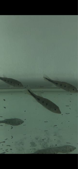 cichla ocellaris 5/6cm