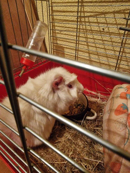 Oddam świnkę morską z klatką