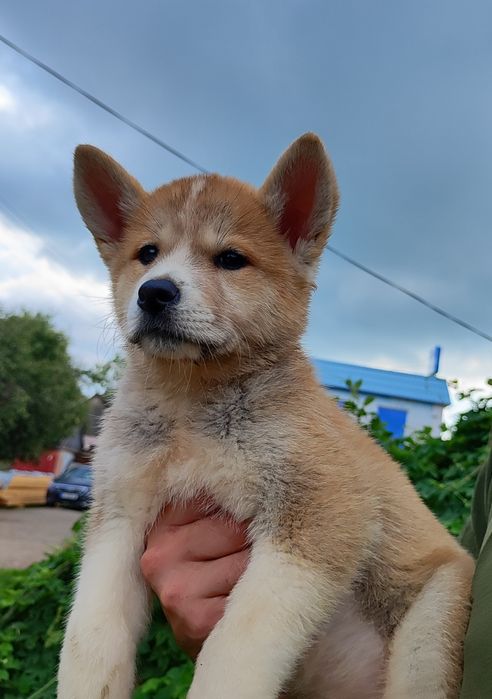 Гарна дівчинка! Хлопчик  Акіта! Продам