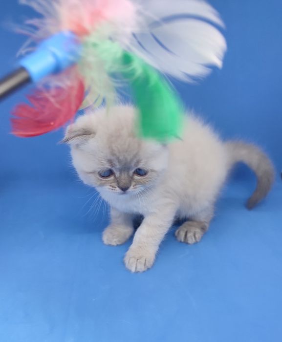 Скотиш фолд , вислоухий , шотландский