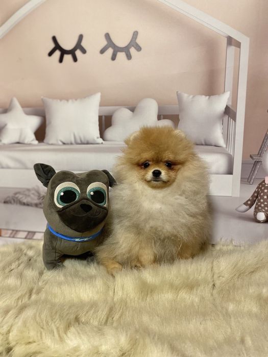 Гарний малюк померанського шпіца