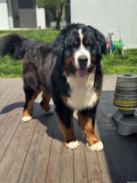 Bouvier Bernois / Bernesse Macho disponivel para Montas