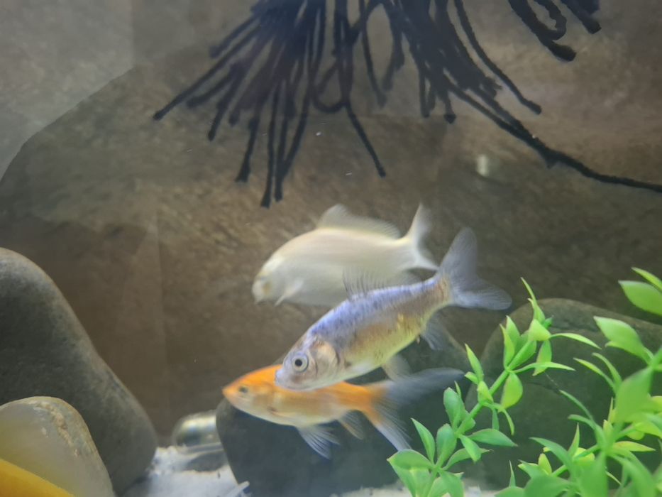 Peixes de água fria