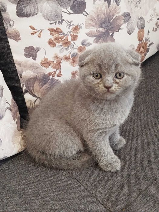 Шотландські котята .