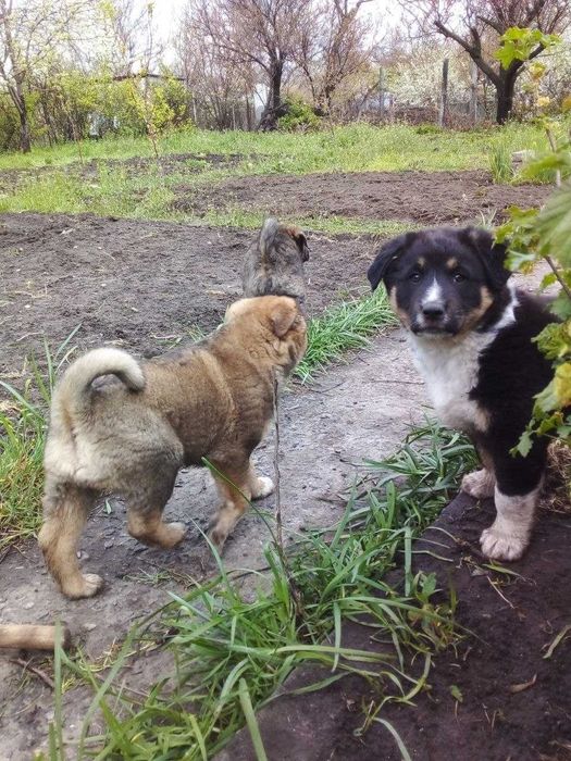 Щеноки-мальчики (2 месяца)