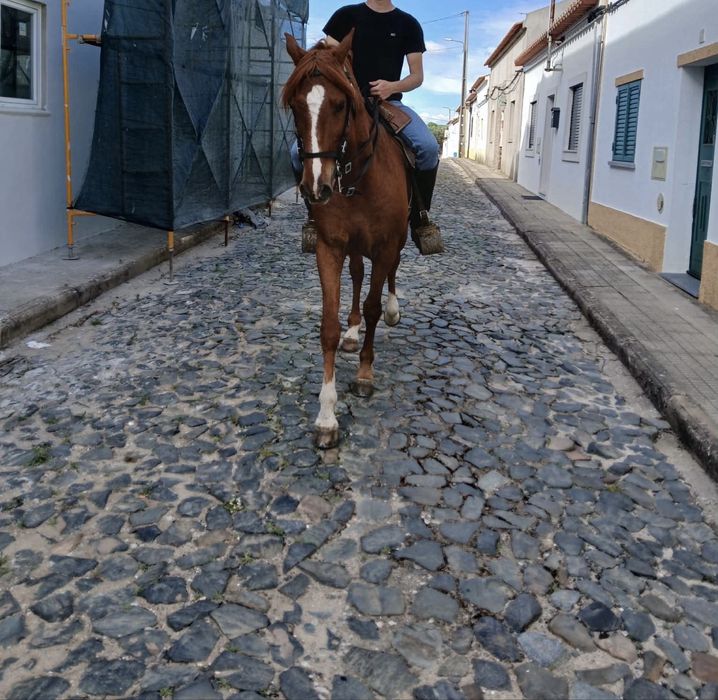 Cavalo Lazaode confiança Bem Montado