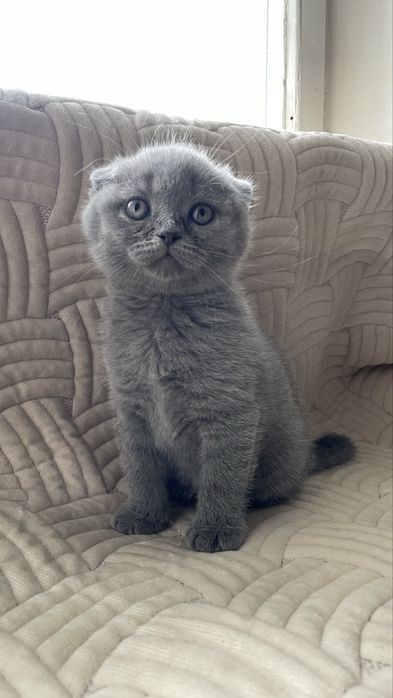 Шотландські кошенята