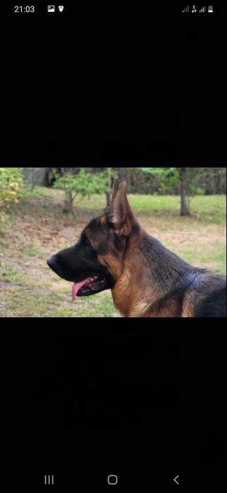 Немецкие щеночки