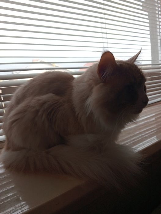 Мейн Кун на вязку