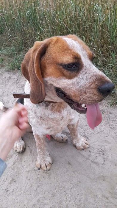 Oddam psa typu Beagla