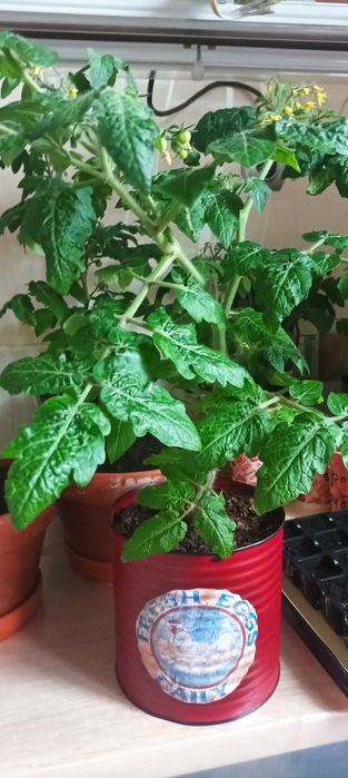 Томати балконні в горшику.