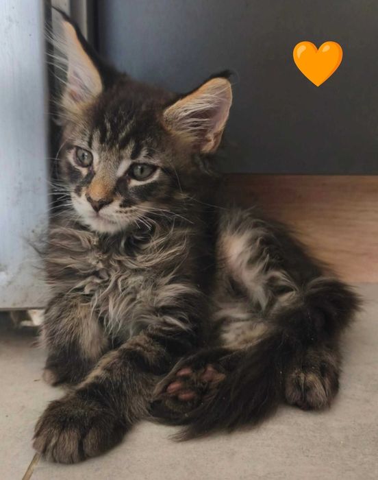 ELTON Maine Coon Czarny Klasyk