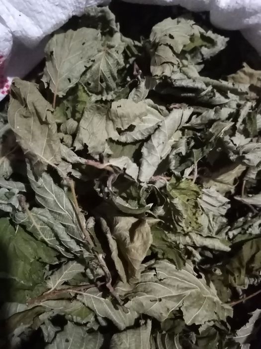 Продам листя ліщини.