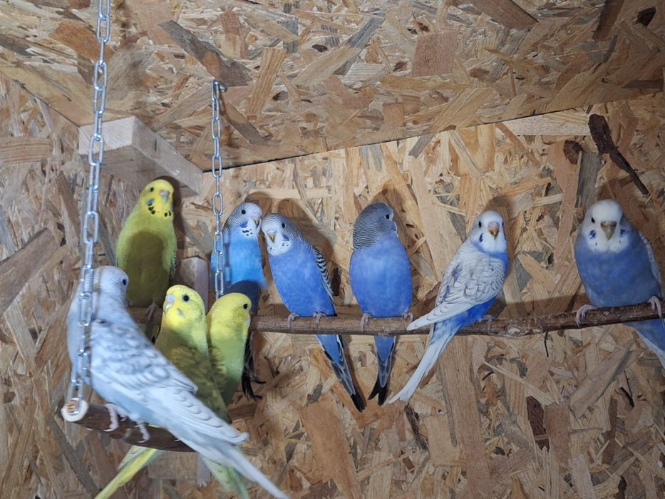 Sprzedam papugi faliste