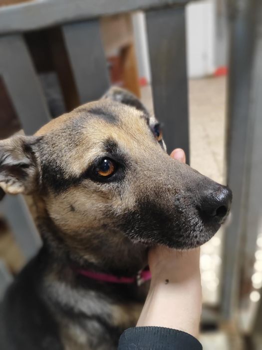 Rositka czeka na domek