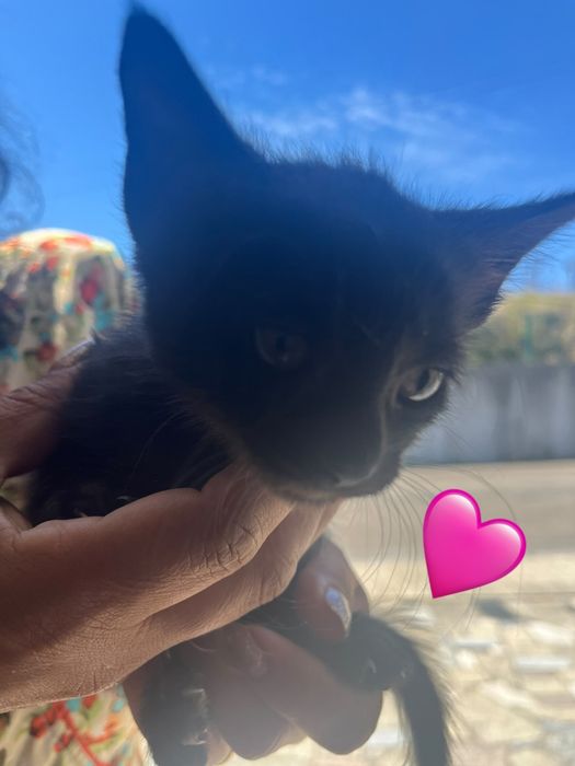 Gatinhos para adoção responsável