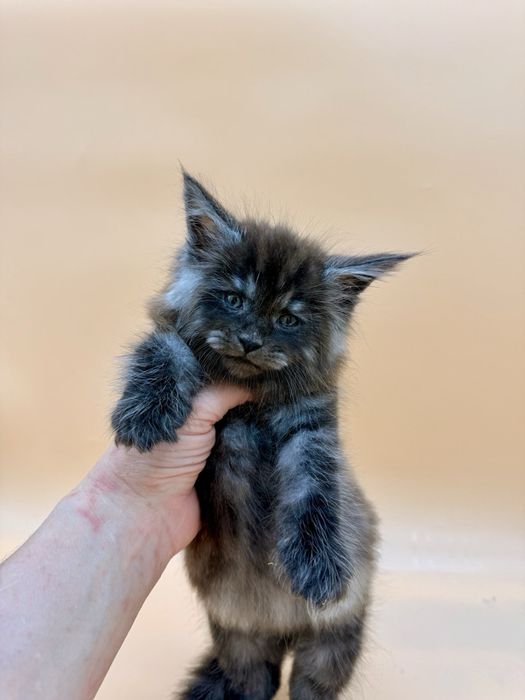 Мейн кун  котенок мальчик с документами