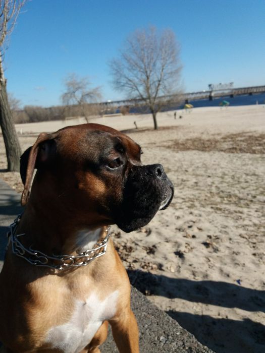 Вязка кобель боксер