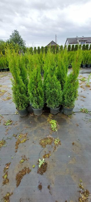 Tuja SZMARAGD 140-160cm doniczka 7,5/10L