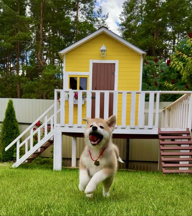 Клубні малюки Акіта іну Шоу -класс