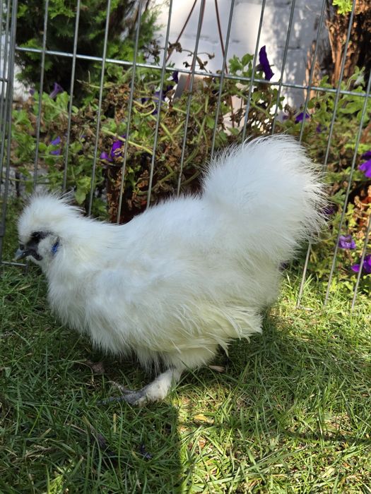 Kogut Silka jedwabisty 9 miesiecy miniatura Warszawa