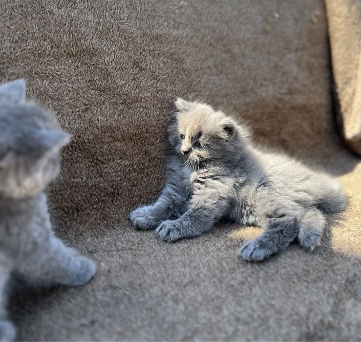 котики в добрі руки