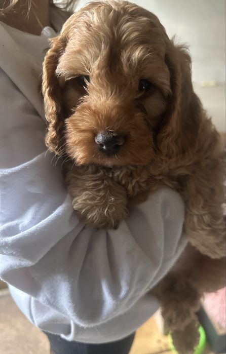 Piesek cockapoo F1 rodzice z badaniami n/n cocker spaniel + pudel miniaturowy