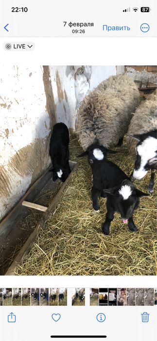 Бараніна тушкой мясо