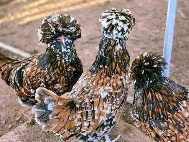 Яйце на інкубацію, курчата, Падуан: золото, фарфоровий.