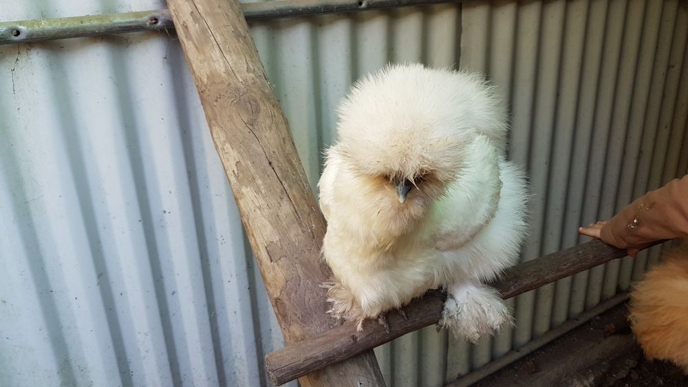 Ovos  e pintos de sedosas do Japão