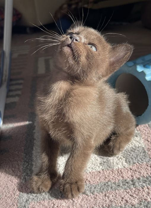 Бурманские котята 03.02.2026г