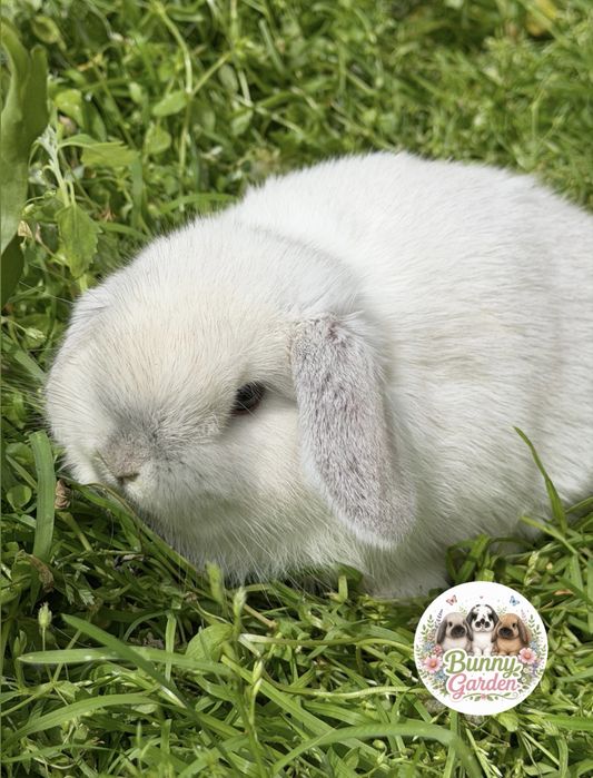 legalna hodowla mini lop / baranek miniaturowy samiec, królik, króliki, króliczek miniaturka, zarejestrowana hodowla