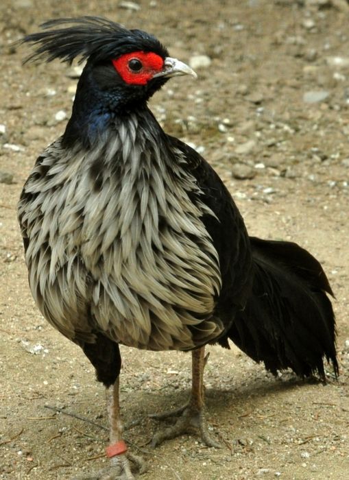 Sprzedam bażanty nepalskie inne