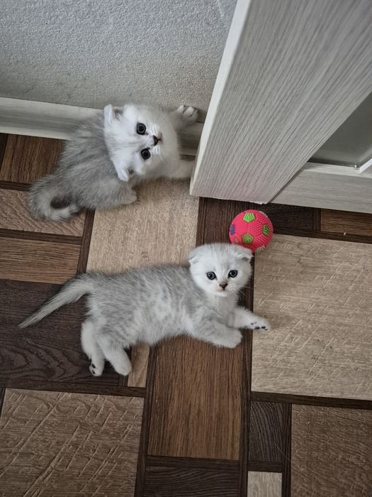 Вислоухие котята серебристая шиншилла девочка мальчик