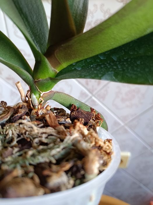 Орхидея фаленопсис (бабочка) Phal. Little Gem Stripes