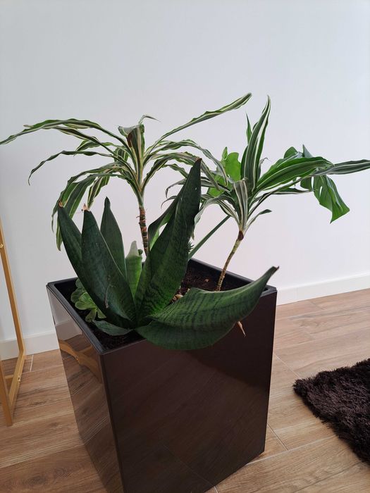 Planta de interior + vaso - Só 22€