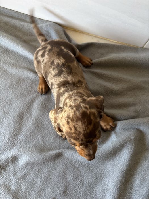 Teckel femea miniatura