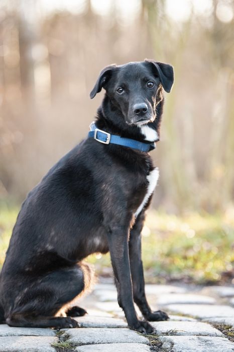 Smutny Piesek Lesio do adopcji!