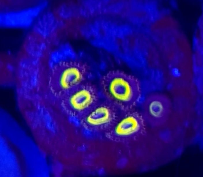 Zoanthusy Belladonna . Zoa . Koralowiec . Akwarium morskie