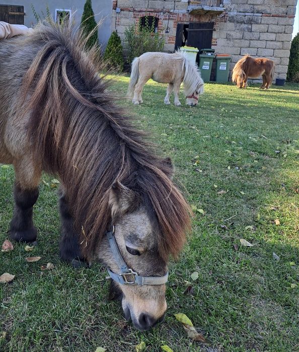 Mini konik brytyjski klacz