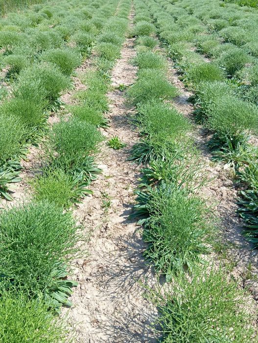 zatrwian tatarski kwiat suszony 2025