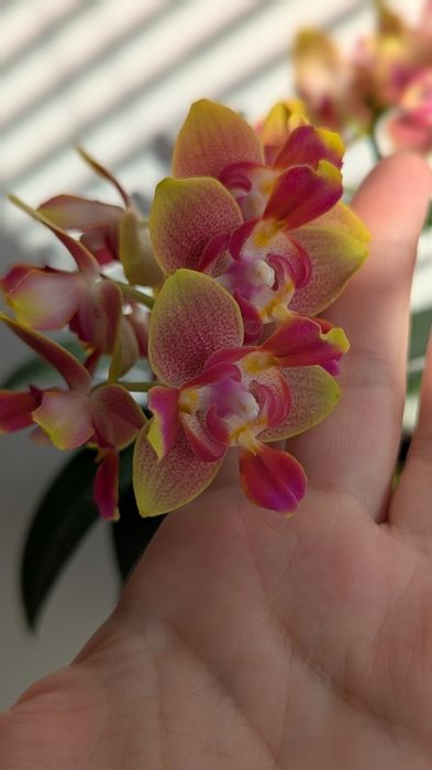 Орхідея триліпс ароматний