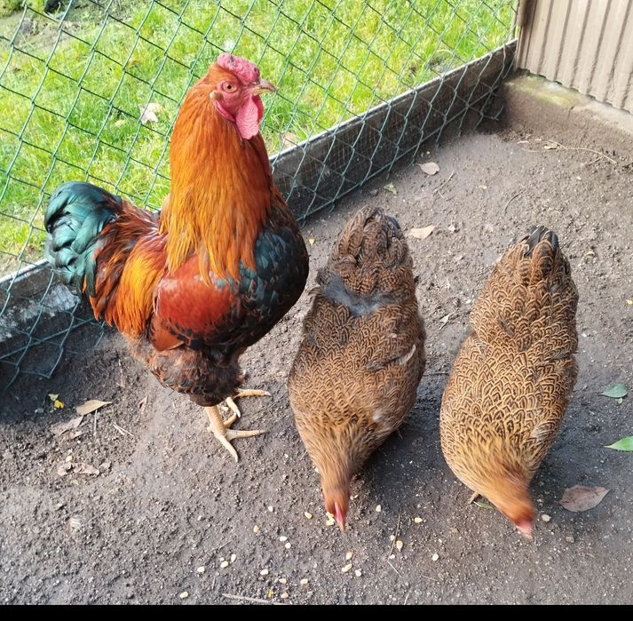 Vendo ovos de várias raças