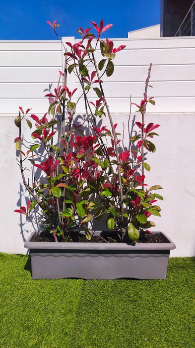 Vendo 11 vasos com planta