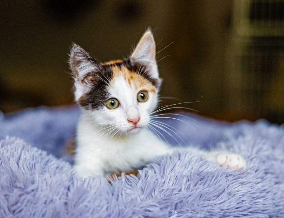 Котеня Маргері 6 місяців безкоштовно  Кошеня кіт кішка кішечка котик